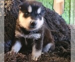 Small Photo #42 Alaskan Malamute Puppy For Sale in MIDWEST CITY, OK, USA