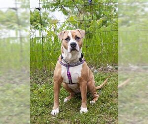 Masti-Bull Dogs for adoption in Vaughan, Ontario, Canada