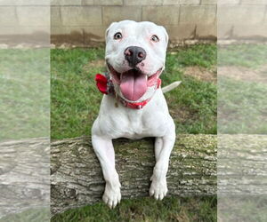 Poppy - Female American Pit Bull Terrier-Unknown Mix Dog for Adoption - Photo #14