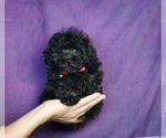 Puppy 4 Poodle (Toy)