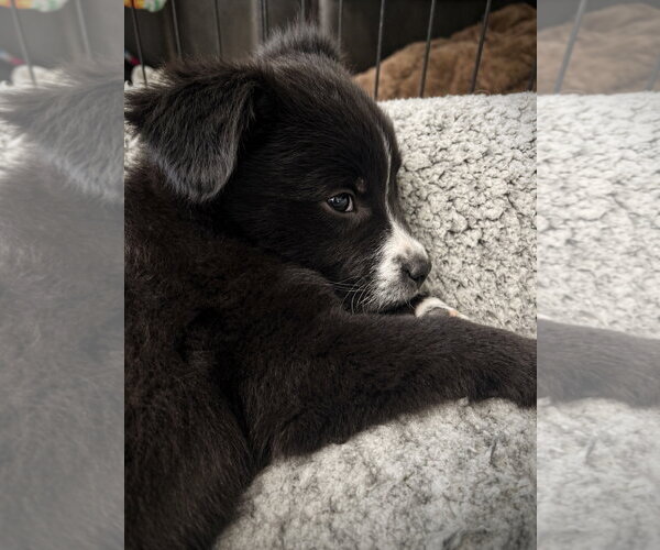 Medium Photo #5 Borador Puppy For Sale in Sandy, UT, USA