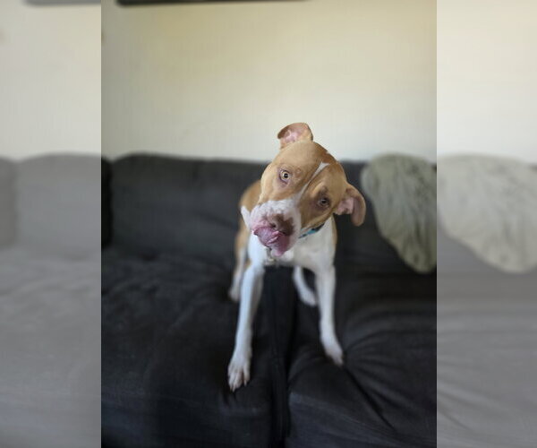 Medium Photo #2 American Pit Bull Terrier-Unknown Mix Puppy For Sale in New London, WI, USA