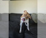 Small #1 American Pit Bull Terrier Mix