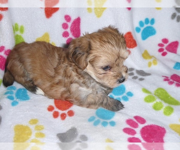 Medium Photo #8 Morkie Puppy For Sale in ORO VALLEY, AZ, USA