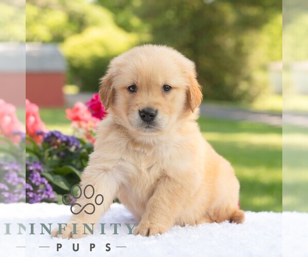 Medium Photo #6 Golden Retriever Puppy For Sale in NEWPORT, PA, USA