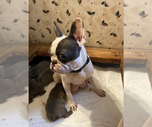 Mother of the French Bulldog puppies born on 02/20/2023