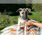 Small #6 German Shepherd Dog