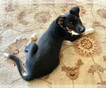 Small #4 Mutt