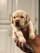 Small Photo #3 Labradoodle Puppy For Sale in DAYTON, VA, USA