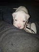 Small #23 American Pit Bull Terrier