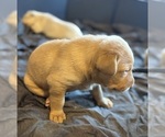 Small #7 Labrador Retriever