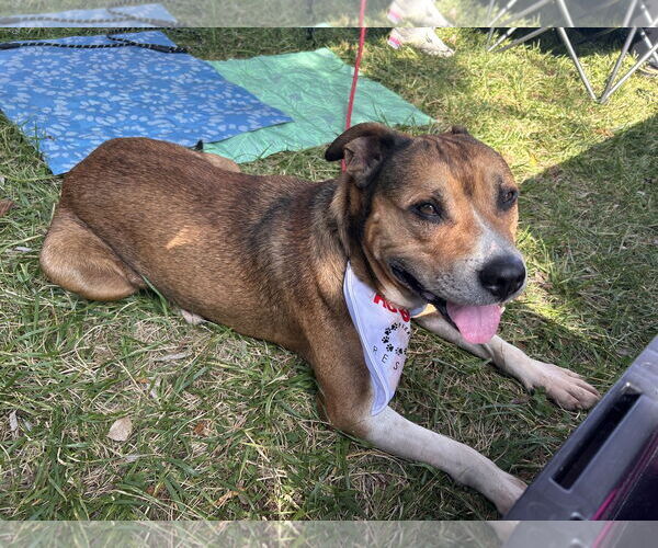 Medium Photo #3 Shepradors Puppy For Sale in Stephens City, VA, USA