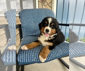 Bernese Mountain Dog Puppy for Sale in MCCONNELSVILLE, Ohio USA