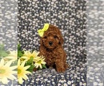 Small Photo #1 Poodle (Toy) Puppy For Sale in NEW PROVIDENCE, PA, USA