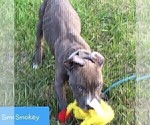 Small Photo #3 American Pit Bull Terrier Puppy For Sale in ABERDEEN, SD, USA