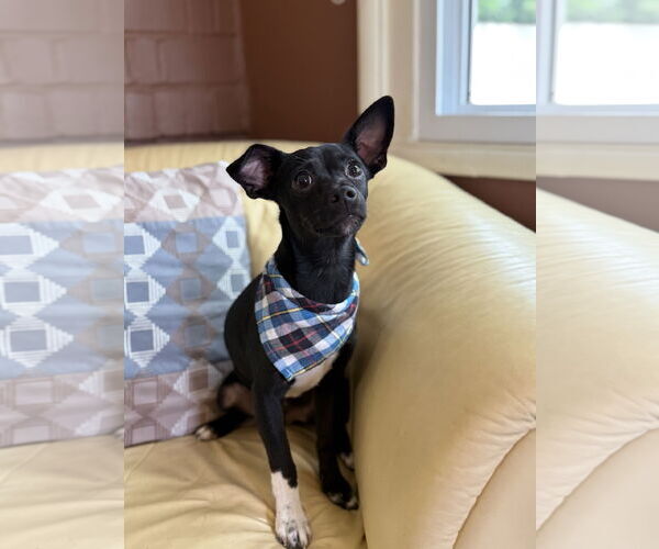 Medium Photo #3 Italian Greyhuahua Puppy For Sale in Phoenix, AZ, USA