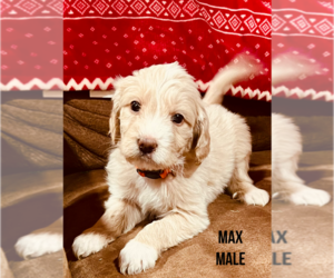 Pyredoodle Puppy for sale in MOUNT PERRY, OH, USA
