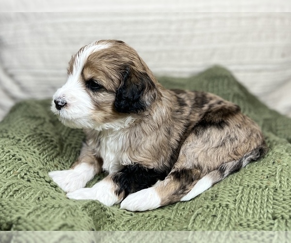 Medium Photo #1 Golden Mountain Dog Puppy For Sale in KNOXVILLE, TN, USA