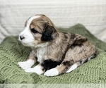 Small Photo #1 Golden Mountain Dog Puppy For Sale in KNOXVILLE, TN, USA