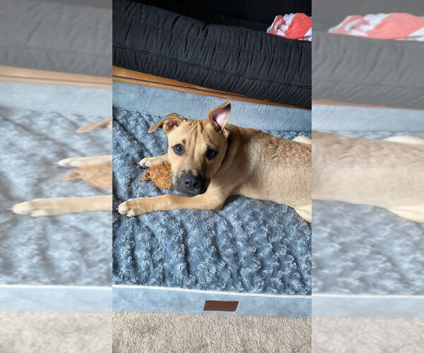 Medium Photo #17 Labrador Retriever-Unknown Mix Puppy For Sale in New York, NY, USA