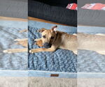 Small #16 Labrador Retriever Mix