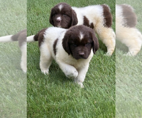 Medium Photo #1 Newfoundland Puppy For Sale in WAUSEON, OH, USA
