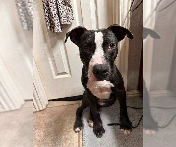 Medium Photo #19 American Pit Bull Terrier-Unknown Mix Puppy For Sale in McKinney, TX, USA
