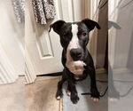 Small #18 American Pit Bull Terrier Mix