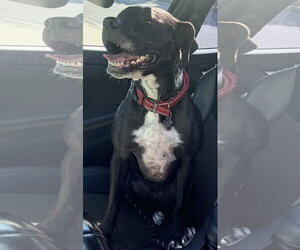 Rosie - Female Boxer-Unknown Mix Dog for Adoption - Photo #13