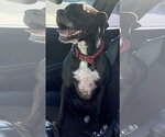 Small Photo #13 Boxer-Unknown Mix Puppy For Sale in Sanford, FL, USA