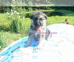 Small #12 German Shepherd Dog