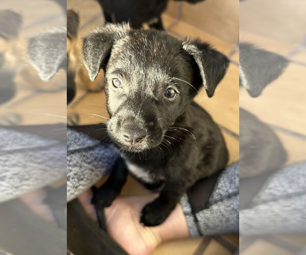 Medium Photo #1 Border Collie-Unknown Mix Puppy For Sale in San Diego, CA, USA