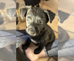Medium Border Collie Mix
