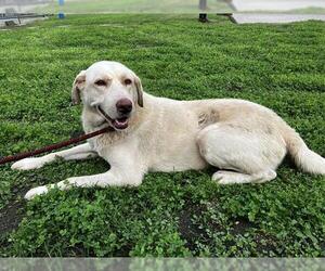 Labrador Retriever-Unknown Mix Dogs for adoption in Corpus Christi, TX, USA