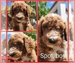 Small Photo #6 Poodle (Standard)-Unknown Mix Puppy For Sale in LEXINGTON, IN, USA