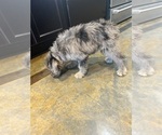 Small Photo #1 F2 Aussiedoodle Puppy For Sale in BUSH, LA, USA