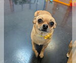 Small Chihuahua