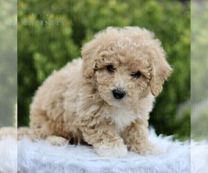 Bichpoo Puppy for sale in BIRD IN HAND, PA, USA