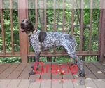Small Photo #29 German Shorthaired Pointer Puppy For Sale in ARGONNE, WI, USA