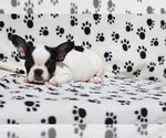 Small Photo #3 French Bulldog Puppy For Sale in BOCA RATON, FL, USA