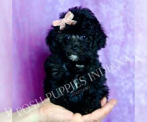 Medium Poodle (Miniature)