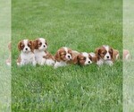 Small #1 Cavalier King Charles Spaniel