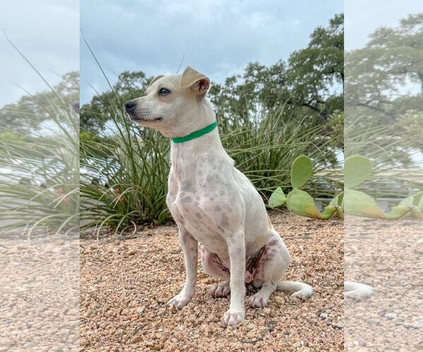 Medium Photo #2 Mutt Puppy For Sale in PIPE CREEK, TX, USA