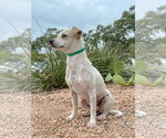 Small #1 Mutt