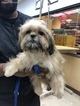 Small Photo #2 Shih Tzu Puppy For Sale in TYSONS, VA, USA