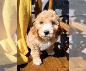 Goldendoodle (Miniature) Puppy for Sale in ZIRCONIA, North Carolina USA