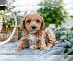 Small Photo #11 Goldendoodle (Miniature) Puppy For Sale in SHIPSHEWANA, IN, USA