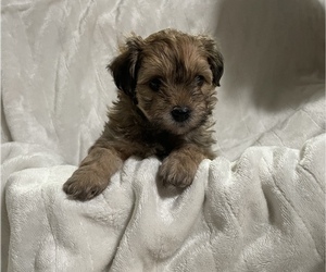 Bichon Frise-YorkiePoo Mix Puppy for sale in JENNINGS LODGE, OR, USA