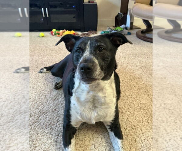 Medium Photo #1 Mutt Puppy For Sale in Candler, NC, USA