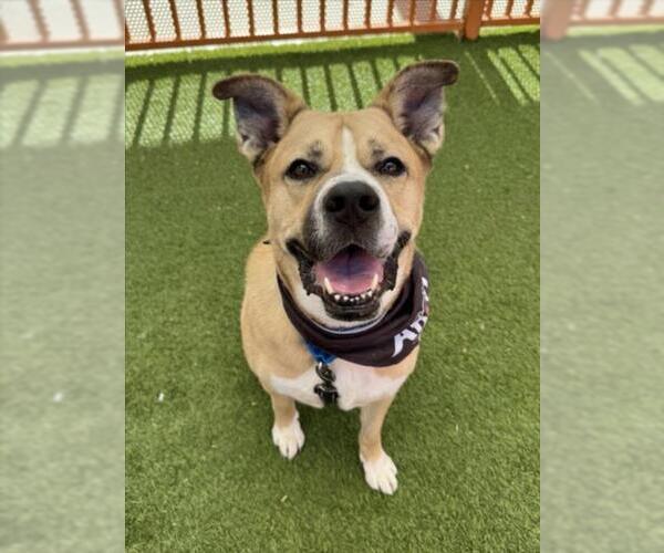 Medium Photo #4 Mutt Puppy For Sale in Las Vegas, NV, USA